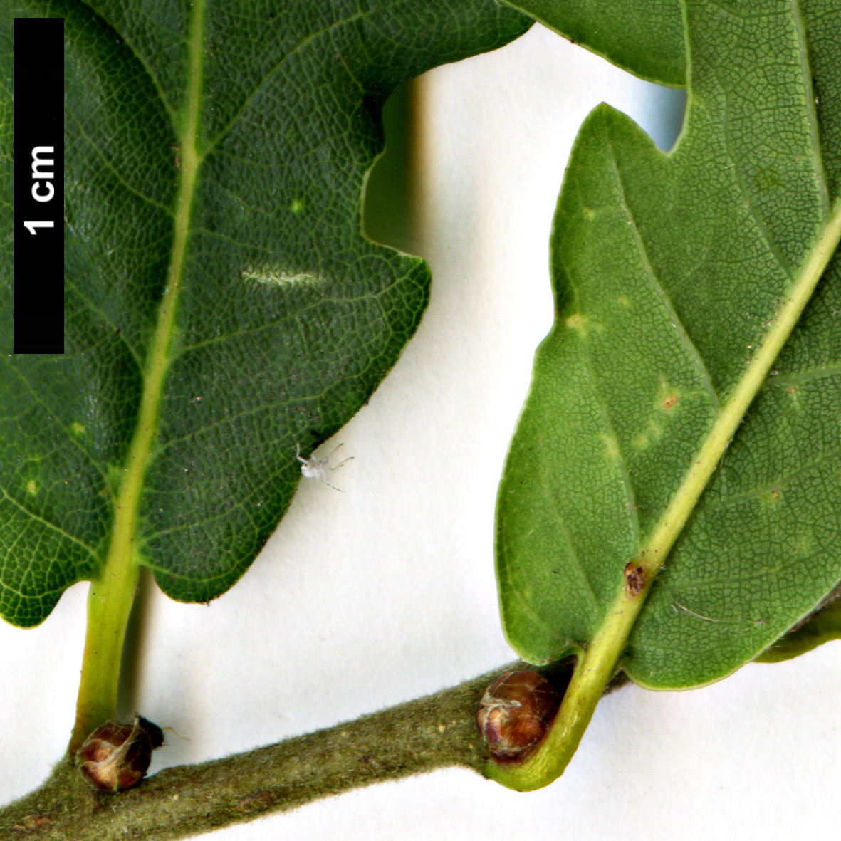 High resolution image: Family: Fagaceae - Genus: Quercus - Taxon: robur × Q.serrata